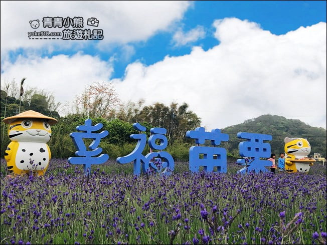苗栗季節限定新景點》美滿有機農場.紫現西湖~浪漫薰衣草花田,充滿香氣的紫色風暴 @青青小熊*旅遊札記 苗栗季節限定新景點》美滿有機農場.紫現西湖~浪漫薰衣草花田,充滿香氣的紫色風暴 @青青小熊*旅遊札記