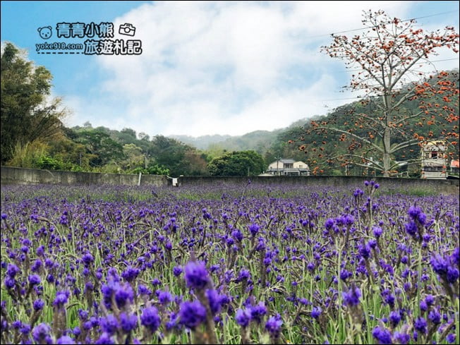 苗栗季節限定新景點》美滿有機農場.紫現西湖~浪漫薰衣草花田,充滿香氣的紫色風暴 @青青小熊*旅遊札記 苗栗季節限定新景點》美滿有機農場.紫現西湖~浪漫薰衣草花田,充滿香氣的紫色風暴 @青青小熊*旅遊札記