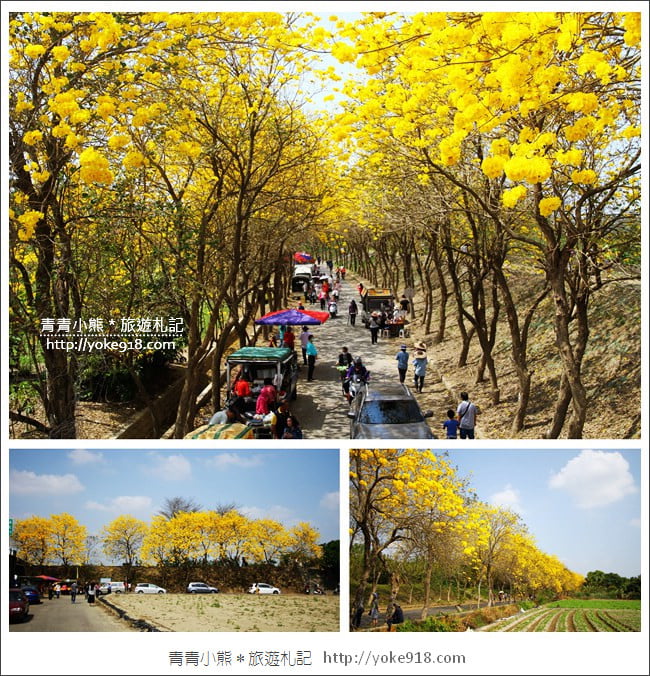 嘉義新港景點》朴子溪防汛道路.滿滿的黃金風鈴木~一起賞花去 @青青小熊*旅遊札記 嘉義新港景點》朴子溪防汛道路.滿滿的黃金風鈴木~一起賞花去 @青青小熊*旅遊札記