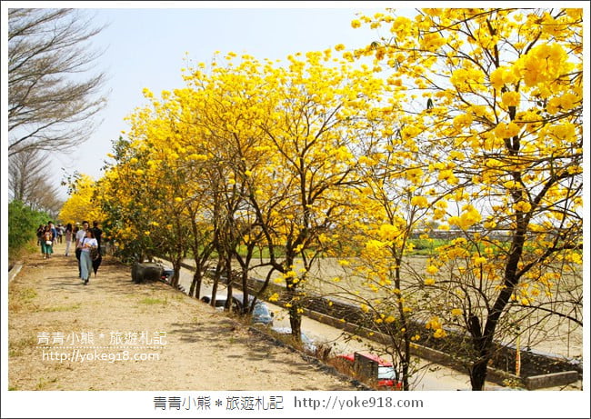 嘉義新港景點》朴子溪防汛道路.滿滿的黃金風鈴木~一起賞花去 @青青小熊*旅遊札記 嘉義新港景點》朴子溪防汛道路.滿滿的黃金風鈴木~一起賞花去 @青青小熊*旅遊札記
