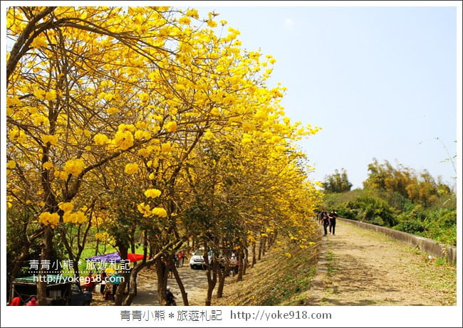 嘉義新港景點》朴子溪防汛道路．滿滿的黃金風鈴木~一起賞花去 @青青小熊＊旅遊札記