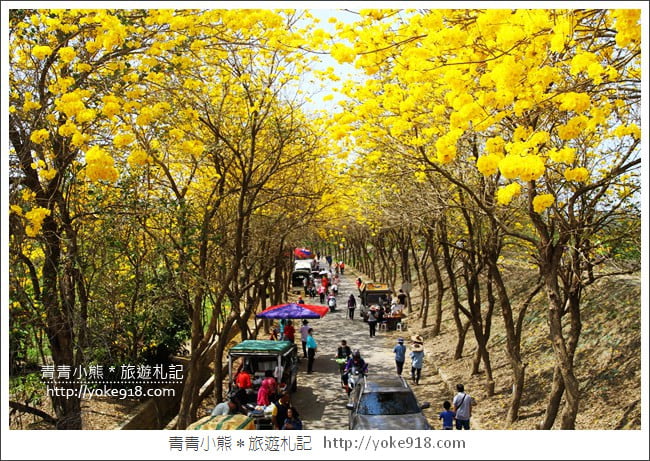 嘉義新港景點》朴子溪防汛道路．滿滿的黃金風鈴木~一起賞花去 @青青小熊＊旅遊札記