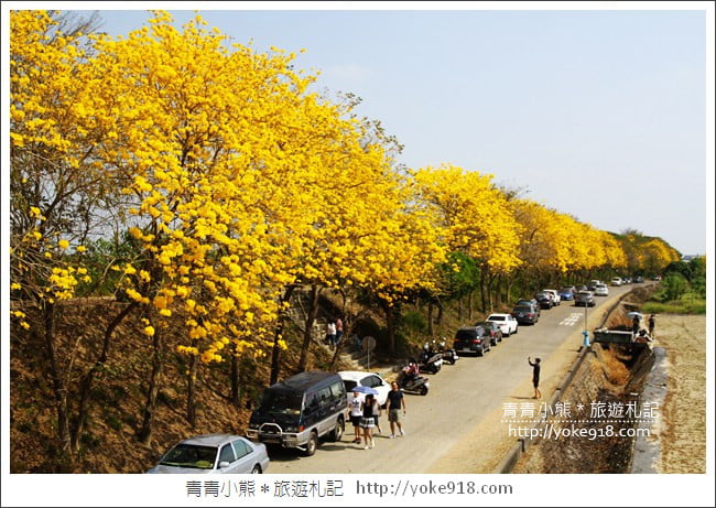 嘉義新港景點》朴子溪防汛道路.滿滿的黃金風鈴木~一起賞花去 @青青小熊*旅遊札記 嘉義新港景點》朴子溪防汛道路.滿滿的黃金風鈴木~一起賞花去 @青青小熊*旅遊札記