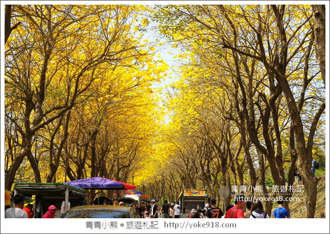 嘉義新港景點》朴子溪防汛道路.滿滿的黃金風鈴木~一起賞花去 @青青小熊*旅遊札記 嘉義新港景點》朴子溪防汛道路.滿滿的黃金風鈴木~一起賞花去 @青青小熊*旅遊札記