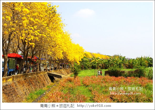 嘉義新港景點》朴子溪防汛道路.滿滿的黃金風鈴木~一起賞花去 @青青小熊*旅遊札記 嘉義新港景點》朴子溪防汛道路.滿滿的黃金風鈴木~一起賞花去 @青青小熊*旅遊札記
