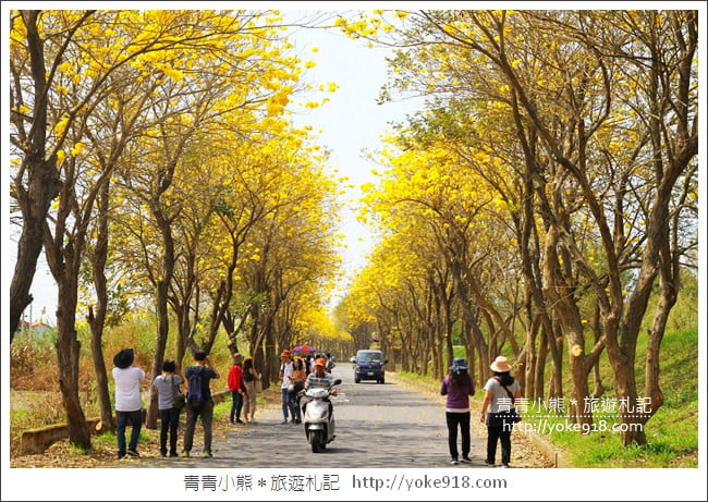 嘉義新港景點》朴子溪防汛道路．滿滿的黃金風鈴木~一起賞花去 @青青小熊＊旅遊札記