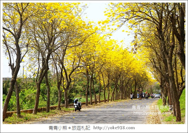 嘉義新港景點》朴子溪防汛道路.滿滿的黃金風鈴木~一起賞花去 @青青小熊*旅遊札記 嘉義新港景點》朴子溪防汛道路.滿滿的黃金風鈴木~一起賞花去 @青青小熊*旅遊札記