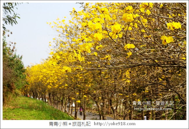 嘉義新港景點》朴子溪防汛道路.滿滿的黃金風鈴木~一起賞花去 @青青小熊*旅遊札記 嘉義新港景點》朴子溪防汛道路.滿滿的黃金風鈴木~一起賞花去 @青青小熊*旅遊札記