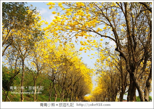 嘉義新港景點》朴子溪防汛道路.滿滿的黃金風鈴木~一起賞花去 @青青小熊*旅遊札記 嘉義新港景點》朴子溪防汛道路.滿滿的黃金風鈴木~一起賞花去 @青青小熊*旅遊札記