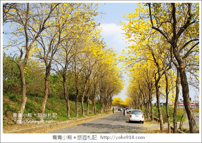 嘉義新港景點》朴子溪防汛道路．滿滿的黃金風鈴木~一起賞花去 @青青小熊＊旅遊札記