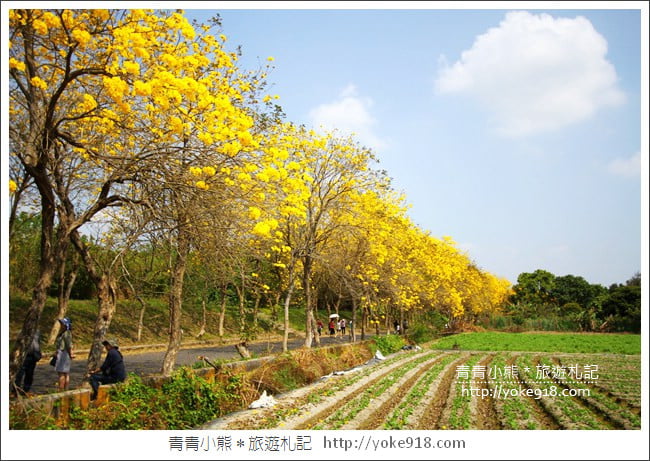 嘉義新港景點》朴子溪防汛道路.滿滿的黃金風鈴木~一起賞花去 @青青小熊*旅遊札記 嘉義新港景點》朴子溪防汛道路.滿滿的黃金風鈴木~一起賞花去 @青青小熊*旅遊札記