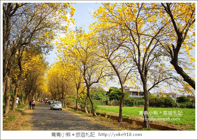 嘉義新港景點》朴子溪防汛道路.滿滿的黃金風鈴木~一起賞花去 @青青小熊*旅遊札記 嘉義新港景點》朴子溪防汛道路.滿滿的黃金風鈴木~一起賞花去 @青青小熊*旅遊札記