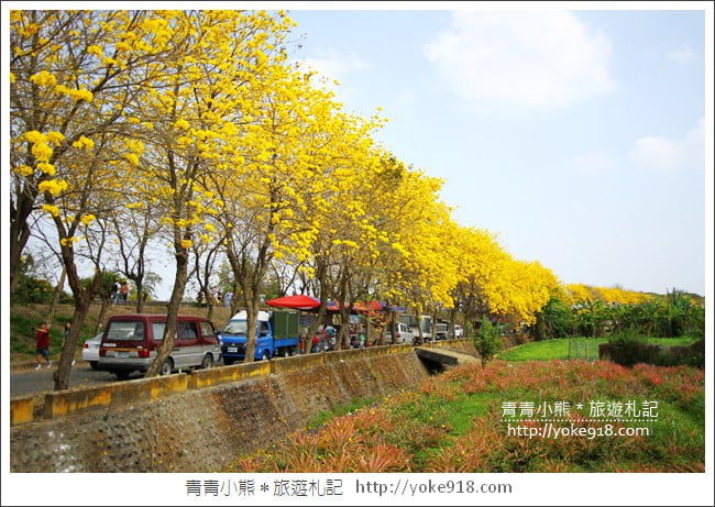 嘉義新港景點》朴子溪防汛道路．滿滿的黃金風鈴木~一起賞花去 @青青小熊＊旅遊札記