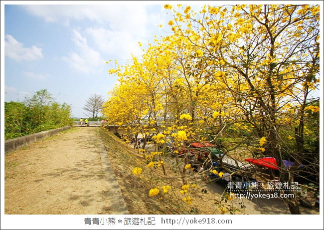 嘉義新港景點》朴子溪防汛道路.滿滿的黃金風鈴木~一起賞花去 @青青小熊*旅遊札記 嘉義新港景點》朴子溪防汛道路.滿滿的黃金風鈴木~一起賞花去 @青青小熊*旅遊札記