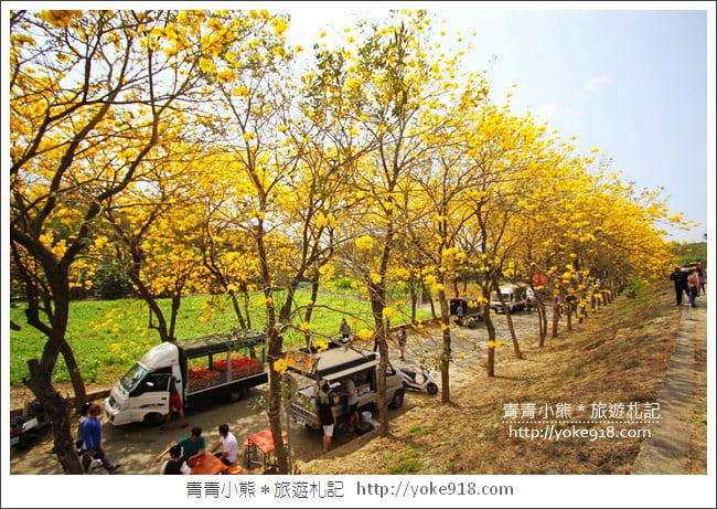 嘉義新港景點》朴子溪防汛道路.滿滿的黃金風鈴木~一起賞花去 @青青小熊*旅遊札記 嘉義新港景點》朴子溪防汛道路.滿滿的黃金風鈴木~一起賞花去 @青青小熊*旅遊札記