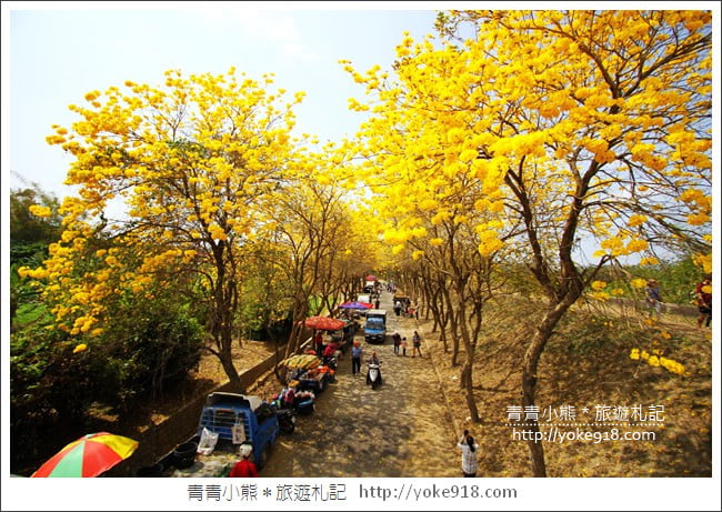 嘉義新港景點》朴子溪防汛道路.滿滿的黃金風鈴木~一起賞花去 @青青小熊*旅遊札記 嘉義新港景點》朴子溪防汛道路.滿滿的黃金風鈴木~一起賞花去 @青青小熊*旅遊札記