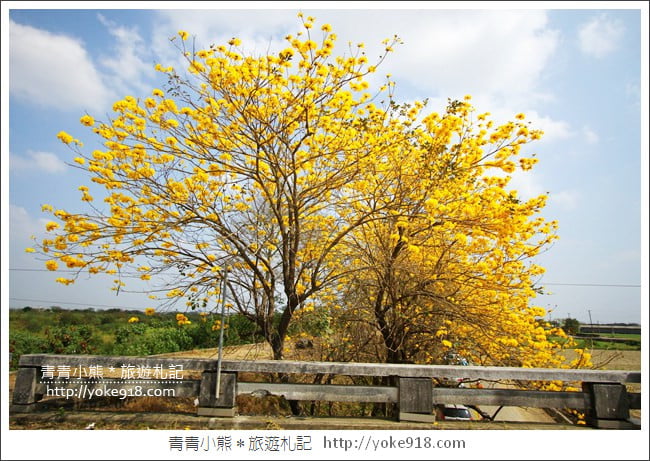 嘉義新港景點》朴子溪防汛道路.滿滿的黃金風鈴木~一起賞花去 @青青小熊*旅遊札記 嘉義新港景點》朴子溪防汛道路.滿滿的黃金風鈴木~一起賞花去 @青青小熊*旅遊札記