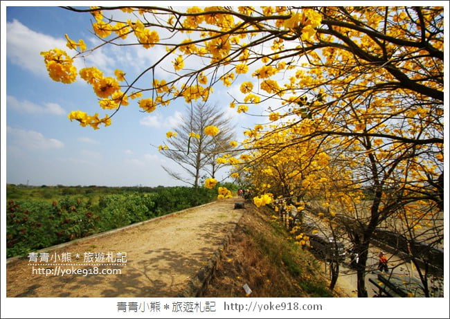 嘉義新港景點》朴子溪防汛道路．滿滿的黃金風鈴木~一起賞花去 @青青小熊＊旅遊札記