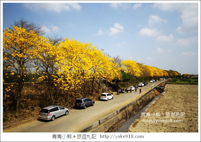 嘉義新港景點》朴子溪防汛道路.滿滿的黃金風鈴木~一起賞花去 @青青小熊*旅遊札記 嘉義新港景點》朴子溪防汛道路.滿滿的黃金風鈴木~一起賞花去 @青青小熊*旅遊札記