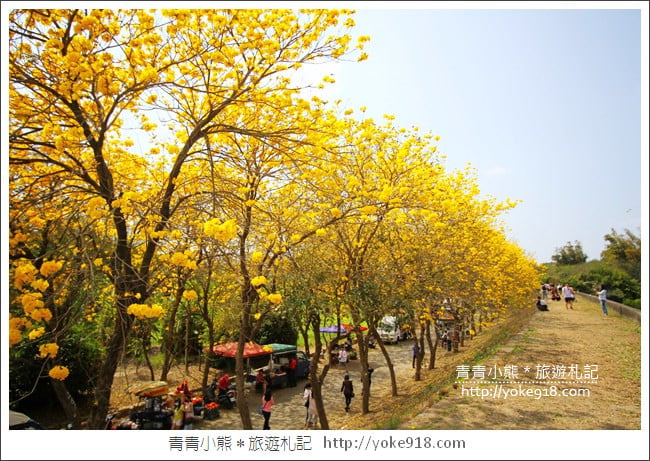嘉義新港景點》朴子溪防汛道路．滿滿的黃金風鈴木~一起賞花去 @青青小熊＊旅遊札記