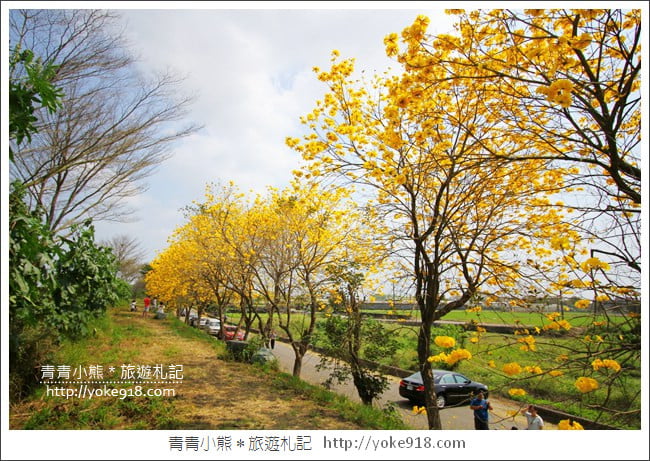 嘉義新港景點》朴子溪防汛道路.滿滿的黃金風鈴木~一起賞花去 @青青小熊*旅遊札記 嘉義新港景點》朴子溪防汛道路.滿滿的黃金風鈴木~一起賞花去 @青青小熊*旅遊札記