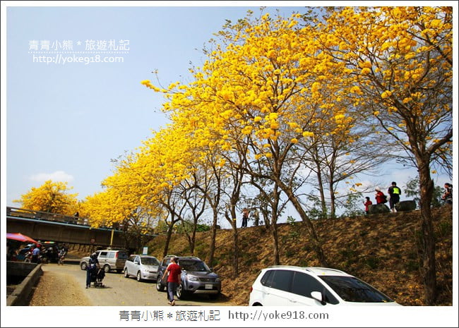嘉義新港景點》朴子溪防汛道路.滿滿的黃金風鈴木~一起賞花去 @青青小熊*旅遊札記 嘉義新港景點》朴子溪防汛道路.滿滿的黃金風鈴木~一起賞花去 @青青小熊*旅遊札記