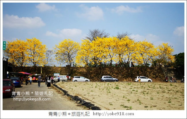 嘉義新港景點》朴子溪防汛道路.滿滿的黃金風鈴木~一起賞花去 @青青小熊*旅遊札記 嘉義新港景點》朴子溪防汛道路.滿滿的黃金風鈴木~一起賞花去 @青青小熊*旅遊札記