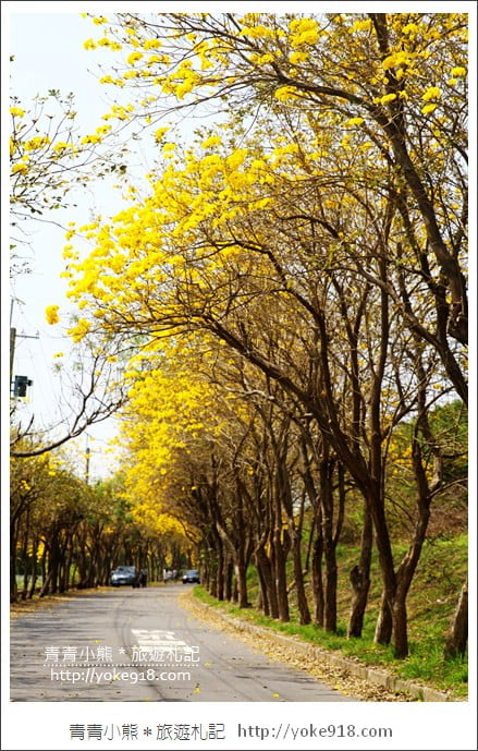 嘉義新港景點》朴子溪防汛道路．滿滿的黃金風鈴木~一起賞花去 @青青小熊＊旅遊札記