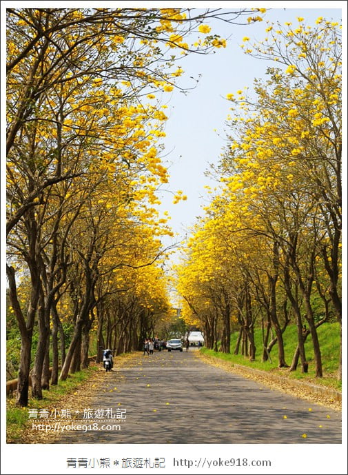 嘉義新港景點》朴子溪防汛道路.滿滿的黃金風鈴木~一起賞花去 @青青小熊*旅遊札記 嘉義新港景點》朴子溪防汛道路.滿滿的黃金風鈴木~一起賞花去 @青青小熊*旅遊札記