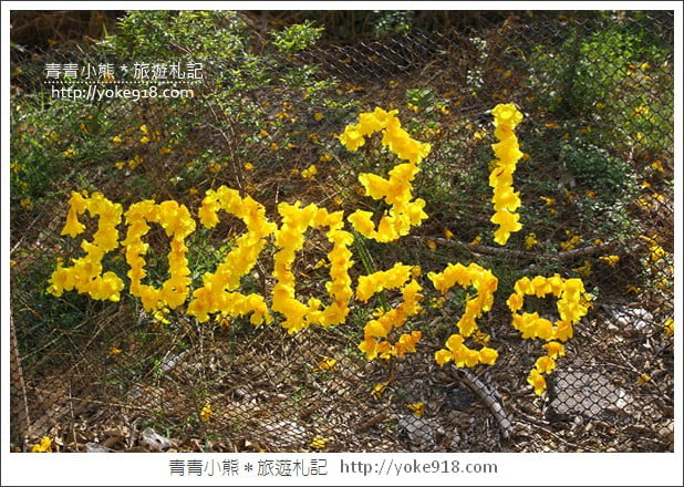 嘉義賞花景點》嘉義仁義路．黃花風鈴木大道，超美的黃花大爆發 @青青小熊＊旅遊札記