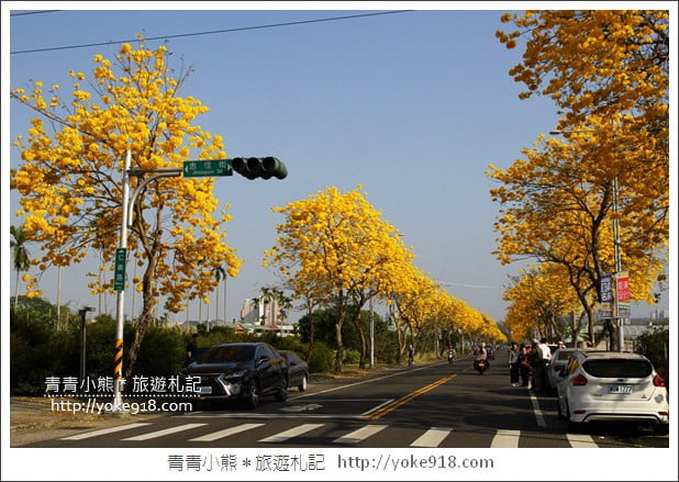 嘉義賞花景點》嘉義仁義路．黃花風鈴木大道，超美的黃花大爆發 @青青小熊＊旅遊札記