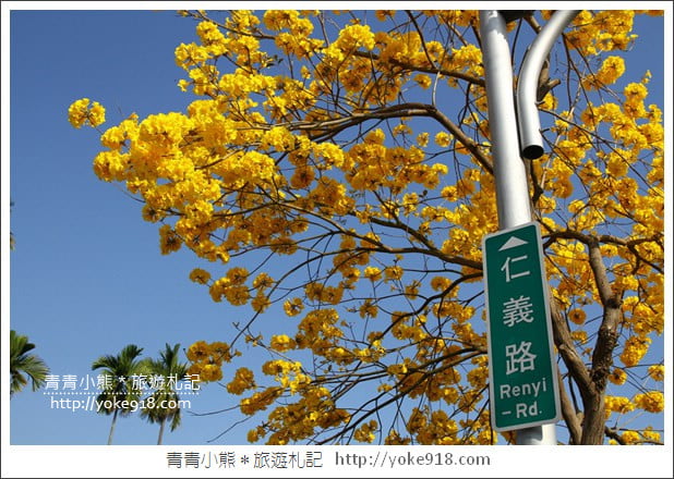 嘉義賞花景點》嘉義仁義路．黃花風鈴木大道，超美的黃花大爆發 @青青小熊＊旅遊札記