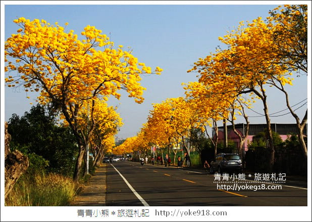 嘉義賞花景點》嘉義仁義路．黃花風鈴木大道，超美的黃花大爆發 @青青小熊＊旅遊札記