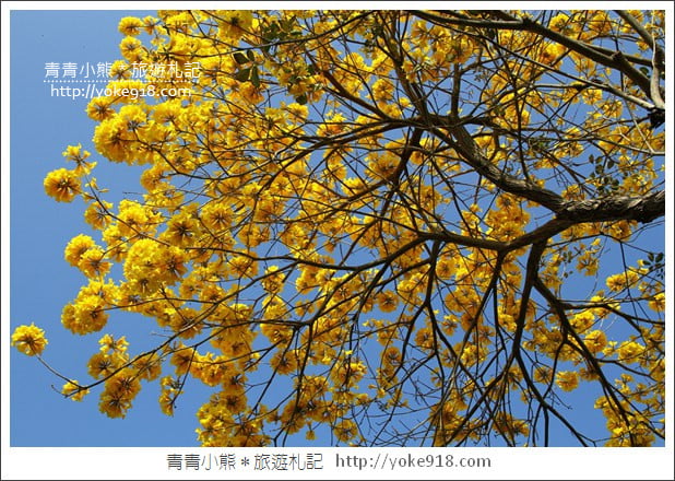 嘉義賞花景點》嘉義仁義路．黃花風鈴木大道，超美的黃花大爆發 @青青小熊＊旅遊札記