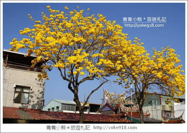 嘉義賞花景點》嘉義仁義路．黃花風鈴木大道，超美的黃花大爆發 @青青小熊＊旅遊札記