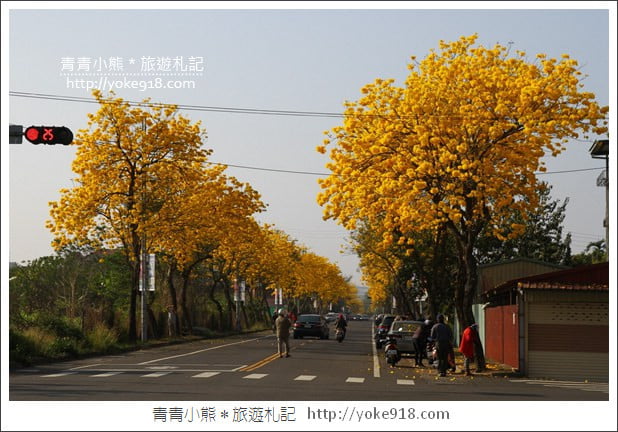 嘉義賞花景點》嘉義仁義路．黃花風鈴木大道，超美的黃花大爆發 @青青小熊＊旅遊札記