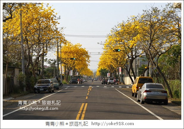 嘉義賞花景點》嘉義仁義路．黃花風鈴木大道，超美的黃花大爆發 @青青小熊＊旅遊札記