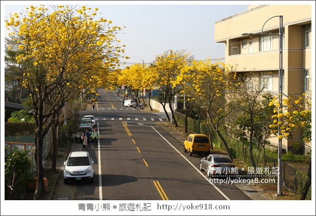 嘉義賞花景點》嘉義仁義路．黃花風鈴木大道，超美的黃花大爆發 @青青小熊＊旅遊札記