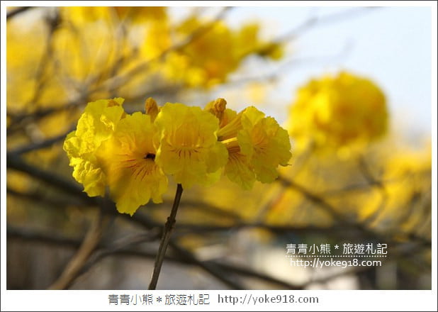 嘉義賞花景點》嘉義仁義路．黃花風鈴木大道，超美的黃花大爆發 @青青小熊＊旅遊札記