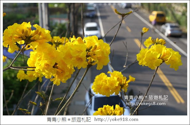 嘉義賞花景點》嘉義仁義路．黃花風鈴木大道，超美的黃花大爆發 @青青小熊＊旅遊札記