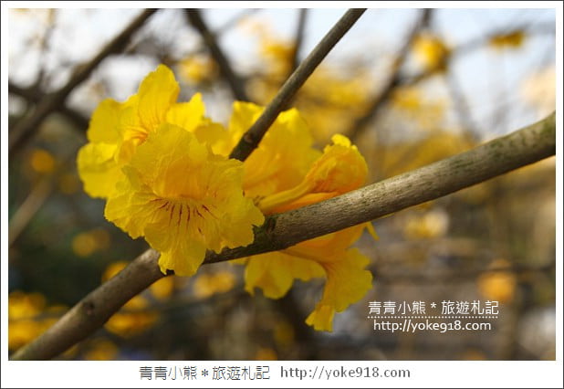 嘉義賞花景點》嘉義仁義路．黃花風鈴木大道，超美的黃花大爆發 @青青小熊＊旅遊札記