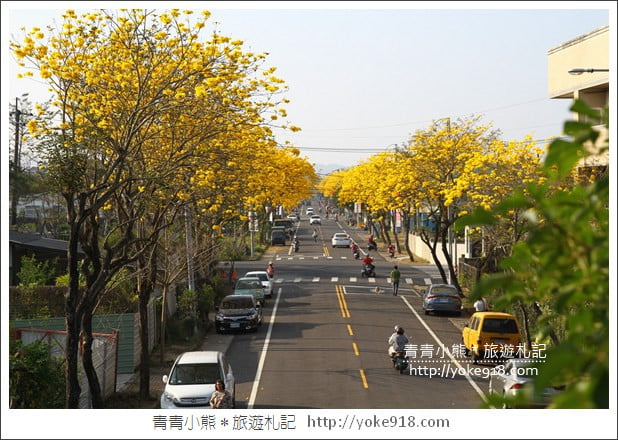 嘉義賞花景點》嘉義仁義路．黃花風鈴木大道，超美的黃花大爆發 @青青小熊＊旅遊札記