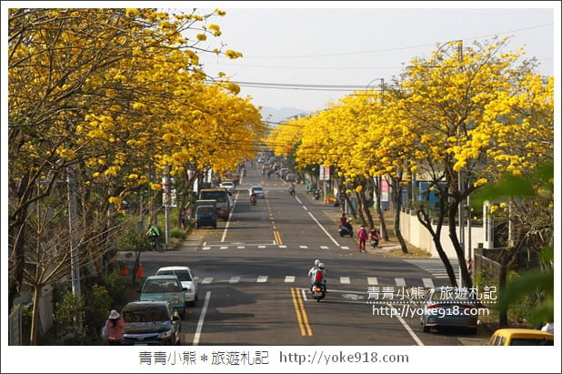 嘉義賞花景點》嘉義仁義路．黃花風鈴木大道，超美的黃花大爆發 @青青小熊＊旅遊札記