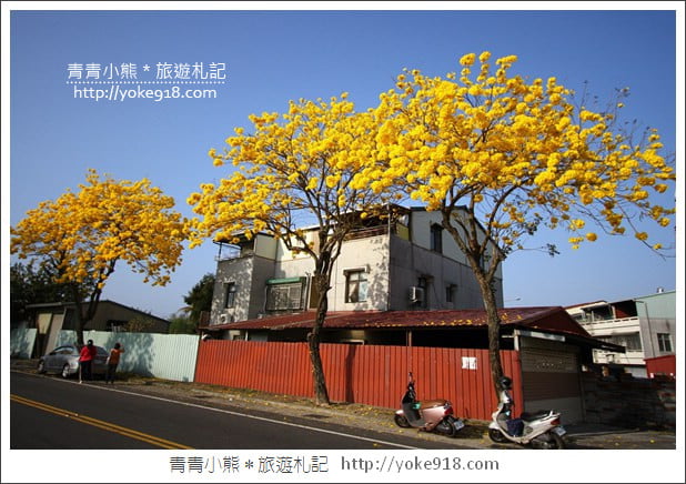 嘉義賞花景點》嘉義仁義路．黃花風鈴木大道，超美的黃花大爆發 @青青小熊＊旅遊札記