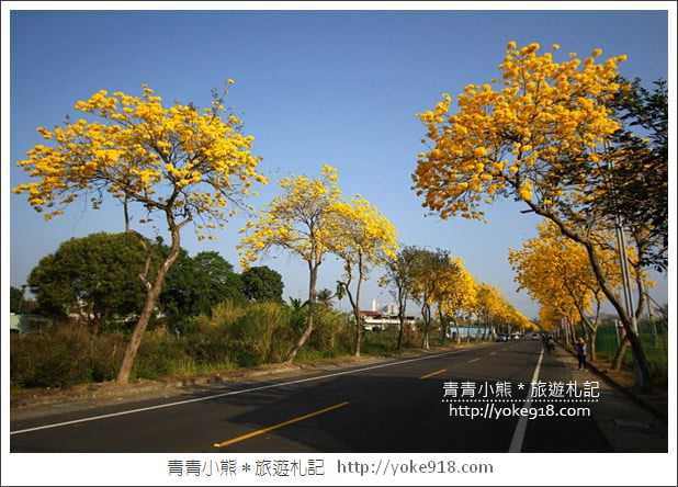 嘉義賞花景點》嘉義仁義路．黃花風鈴木大道，超美的黃花大爆發 @青青小熊＊旅遊札記