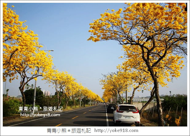 嘉義賞花景點》嘉義仁義路．黃花風鈴木大道，超美的黃花大爆發 @青青小熊＊旅遊札記