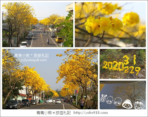 嘉義賞花景點》嘉義仁義路．黃花風鈴木大道，超美的黃花大爆發 @青青小熊＊旅遊札記