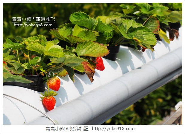 雲林景點》鵝童樂園新開幕．親子景點推薦~可愛的巨鵝媽媽出沒 @青青小熊＊旅遊札記