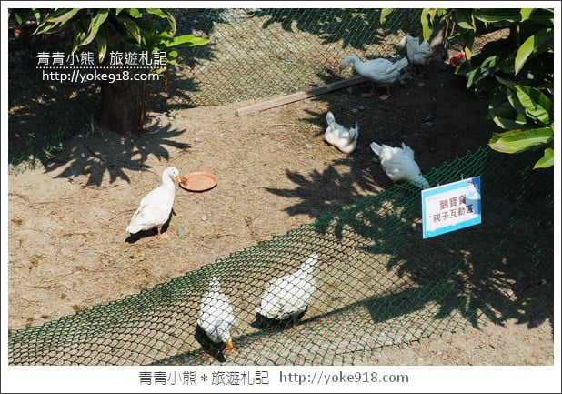 雲林景點》鵝童樂園新開幕．親子景點推薦~可愛的巨鵝媽媽出沒 @青青小熊＊旅遊札記
