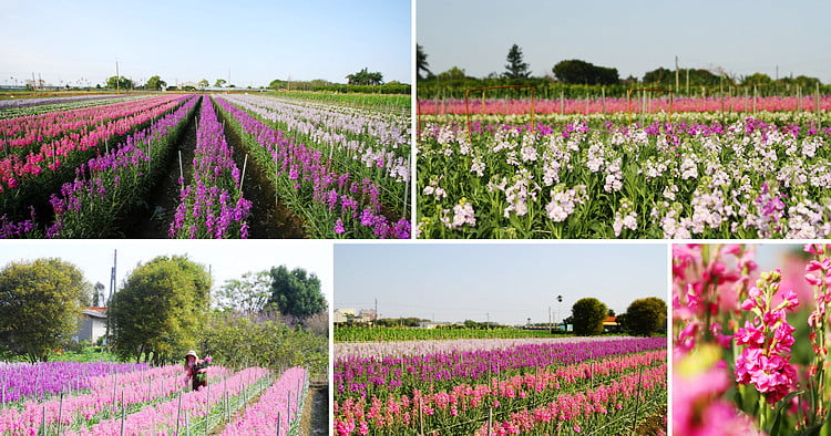 彰化北斗景點》紫羅蘭花田秘境．漸層花海好迷人(3/19即將收割，請勿再前往) @青青小熊＊旅遊札記